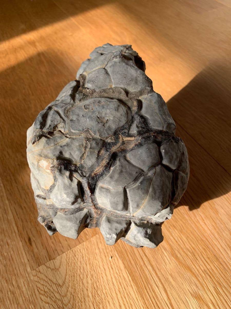 Amazon.co.jp: 亀甲石 ノジュール石 鑑賞石 水石 : DIY・工具・ガーデン